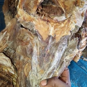 Stockfish head&ear