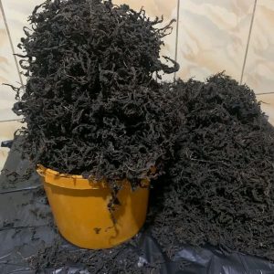 Dried bitter leaf 200g