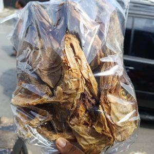 Stockfish head