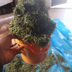 Dried oziza leaf 200g