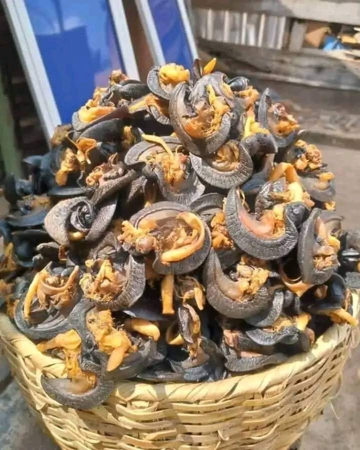 Oven dried snails jumbo