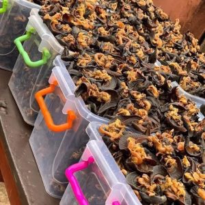 Oven dried Snail